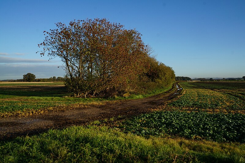 File:A farm track near Hasholme Grange - geograph.org.uk - 3734751.jpg