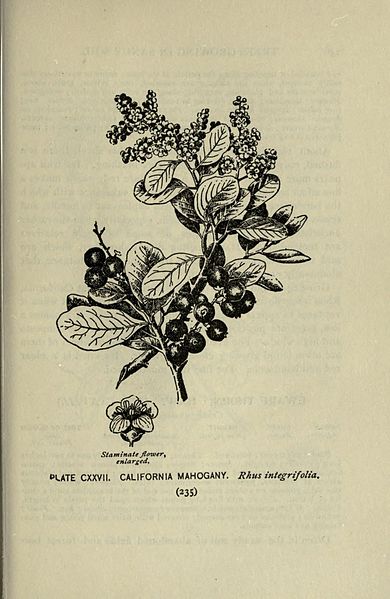 File:A guide to the trees (Page 235) (8435967154).jpg