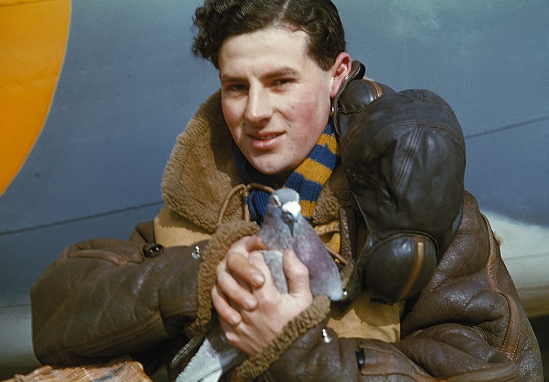 File:A member of the crew of an RAF Coastal Command Lockheed Hudson holding a carrier pigeon, 1942. TR42.jpg