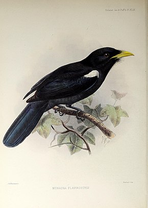 Image Description Een monografie van de jacamars en trekvogels, of families Galbulid en Bucconid (1882) (14751048202) .jpg.