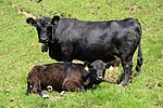 Photo couleur d'une vache noire trapue sans cornes et à poils bouclés sur la tête.