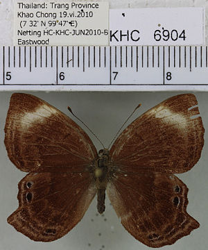 Abisara saturata dorsal.jpg