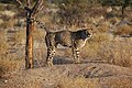 Dieser Gepard in Namibia markiert sein Revier. Der Geruch soll sagen: Hier bin ich der Chef.