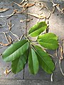 Picture of Ficus Superba Var. Japonica, abaxial leaf