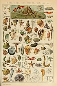 Sea invertebrates and mollusks