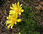 Adonis vernalis gonsenheim.jpg