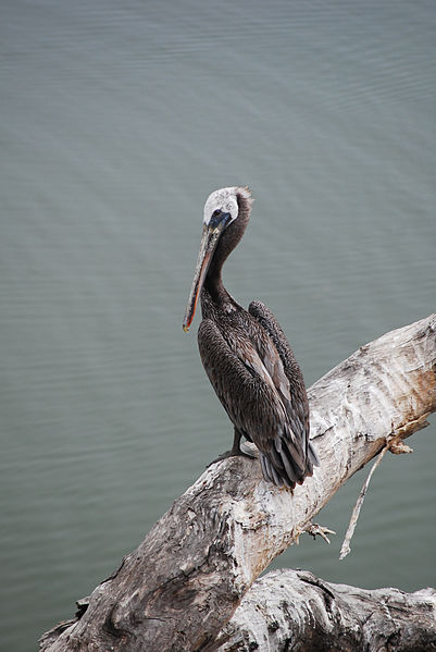 File:Adult Brown Pelican, UCSB Lagoon.jpg