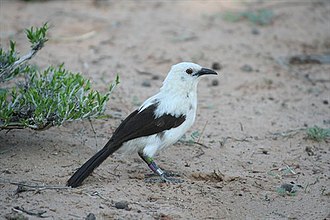 Pied babbler adults have a white head and body with dark brown rectrices and remiges. Adult plumage.jpg