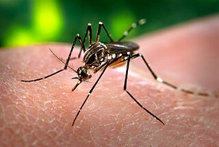 Aedes aegypti CDC-Gathany.jpg