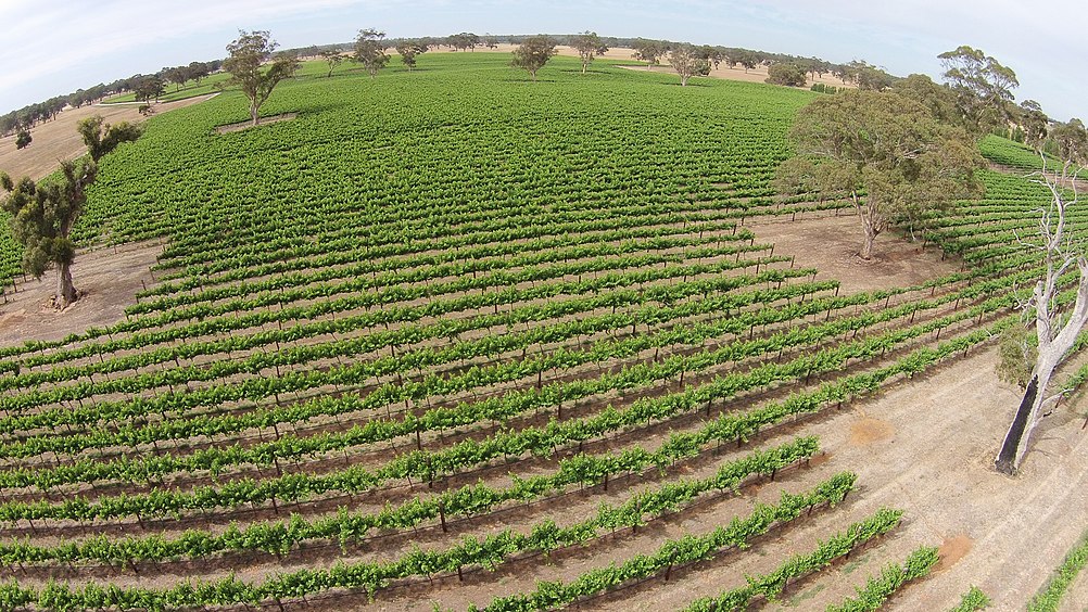 An aerial photo of a vineyard in the Joanna district of Wrattonbully in late spring Aerial photo of Wrattonbully vineyard.jpg