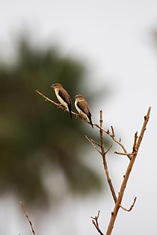 Африка Silverbill.jpg