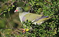 African green pigeon, Treron calvus, Kruger main road near Punda Maria turn-off, Kruger National Park, South Africa (26186636726).jpg