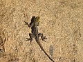 Agama planiceps Windhoek.jpg