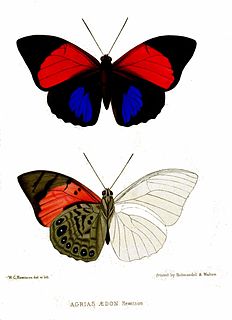 <i>Agrias aedon</i> Species of butterfly