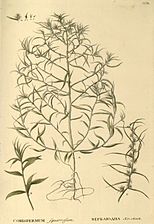 Agriophyllum squarrosum as Corispermum squarrosum.jpg