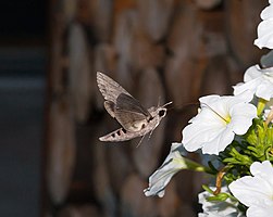 Agrius convolvuli Convolvulus hawk moth