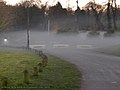 Air pollution, bord du Canal de l'Esplanade, fumée noire, inversion atmosphérique Lille Bois Citadelle 25 février 2019a 09.jpg
