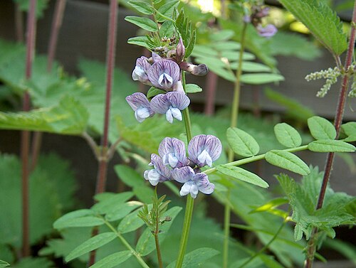 Wicken (Vicia)