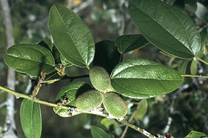 File:Albertisia delagoensis S-1604.jpg