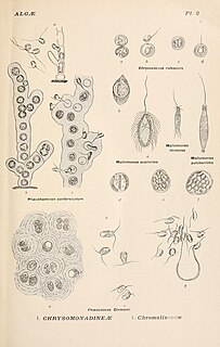 <i>Chrysococcus</i> genus of algae