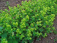 Alchemilla vulgaris 001.JPG