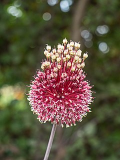 <i>Allium amethystinum</i> Species of plant