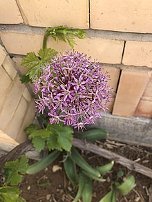 Allium haemanthoides or Loosha 3.jpg