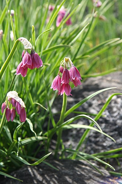 File:Allium insubricum 1883.jpg