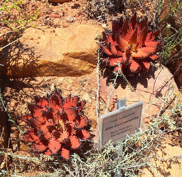 File:Aloe melanacantha - Karoo Desert NBG 3.jpg