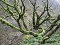 Acero a foglia grande contorto nell'Oregon.