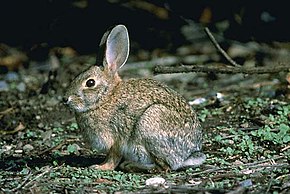 Descrizione dell'immagine American Rabbit.jpg.