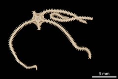 File:Amphipholis procidens - OPH-000487 hab-ven.tif (Category:Echinodermata in the Natural History Museum of Denmark)