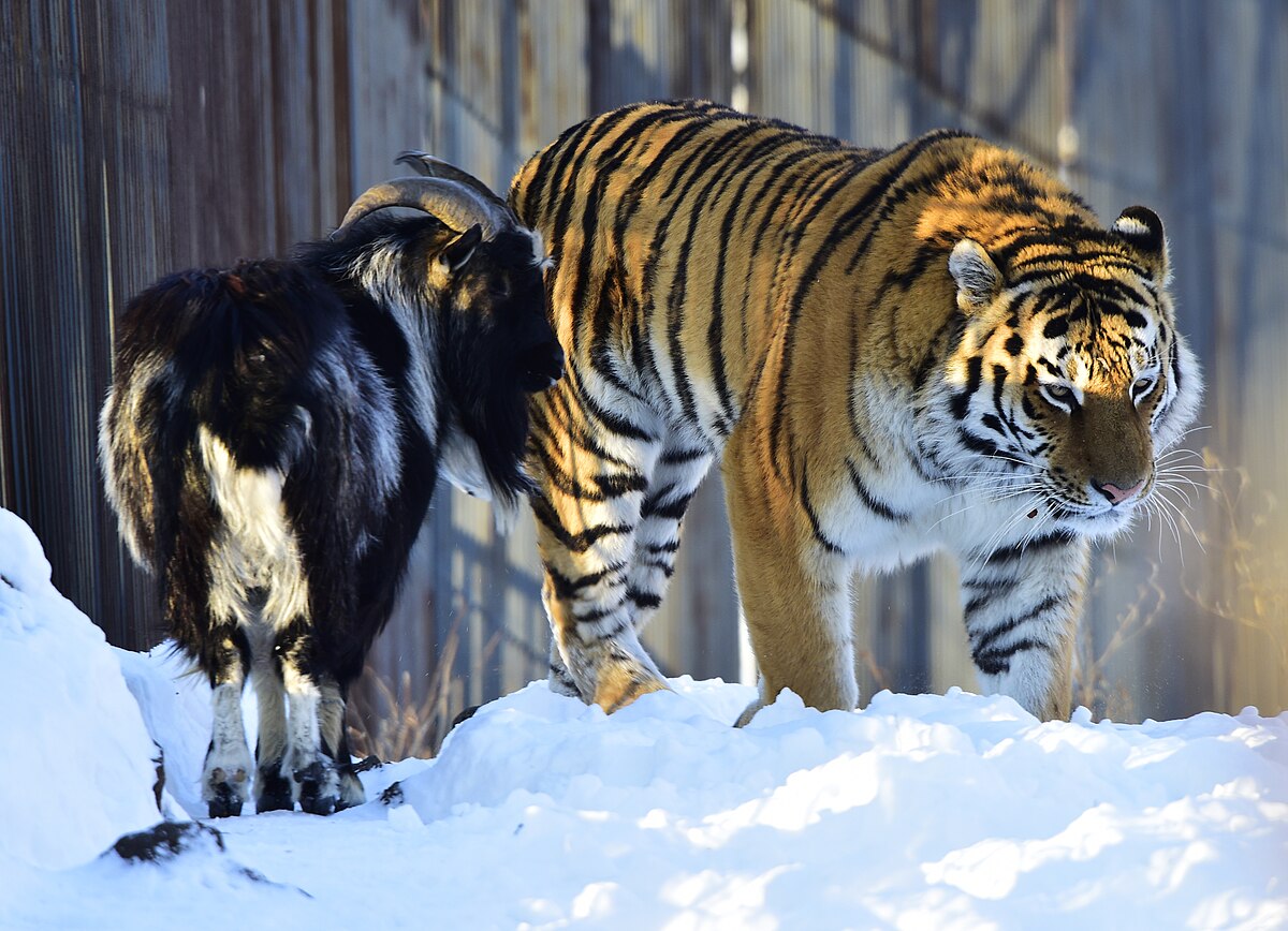 Siberian tiger - Wikipedia