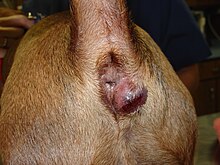 Do ruptured anal sacs need surgery