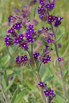 Vaistinis godas (Anchusa officinalis)