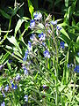 Anchusa azurea