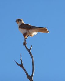 Brown Falcon (Falco berigora) near Andado, Northern Territory, Australia