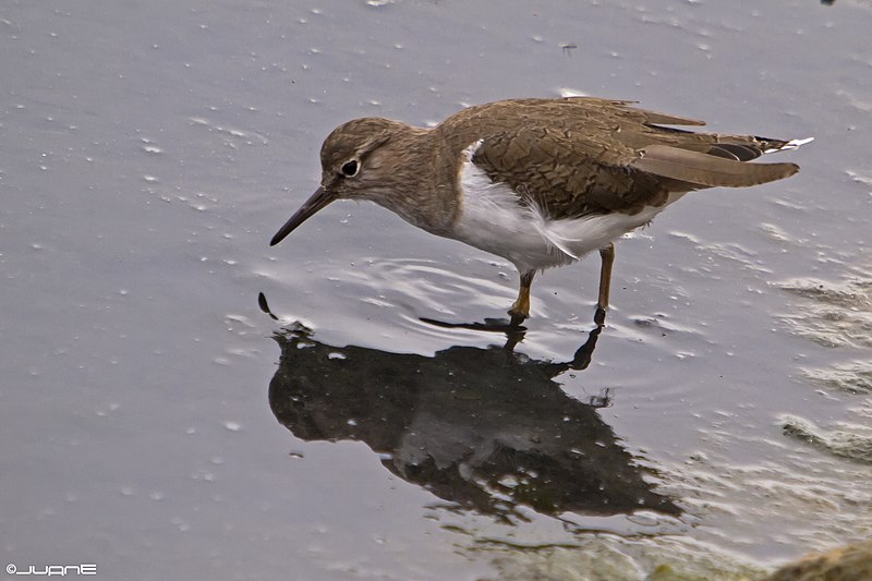 File:Andarríos Chico, Actitis hypoleucos (6998230845).jpg