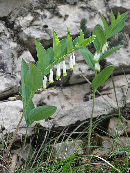 File:Angular solomons-seal Polygonatum odoratum.jpg