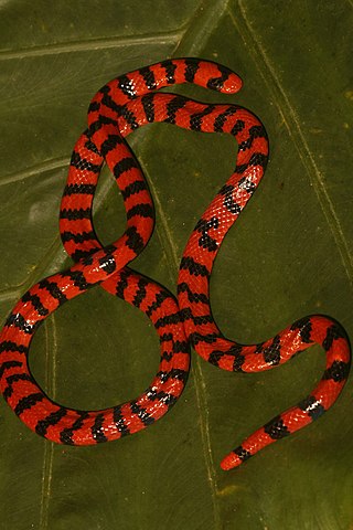 <i>Anilius</i> Genus of snakes