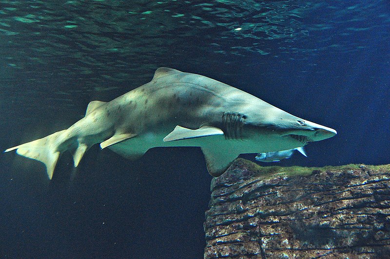 File:Animales del oceanografico-valencia-2009 (20).JPG