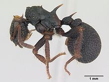 Ankylomyrma coronacantha casent0005904 profil 1.jpg