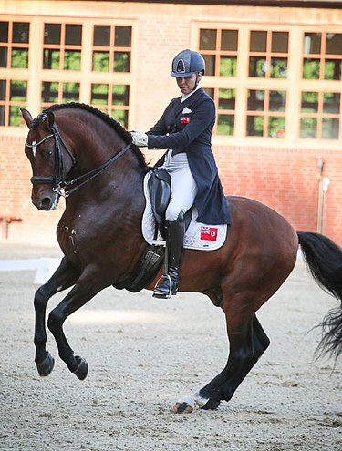 Canter pirouette to the left. The horse has transferred its center of gravity towards the hind quarters. Its hind legs are then raised and lowered almost in the same place in the canter rhythm. Annabellecollins.jpg