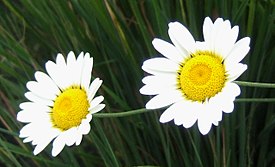 Anthemis sp.