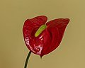 Un anthurium, d'une variété populaire aux Pays-Bas.