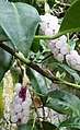 Anthurium scandens berries.jpg