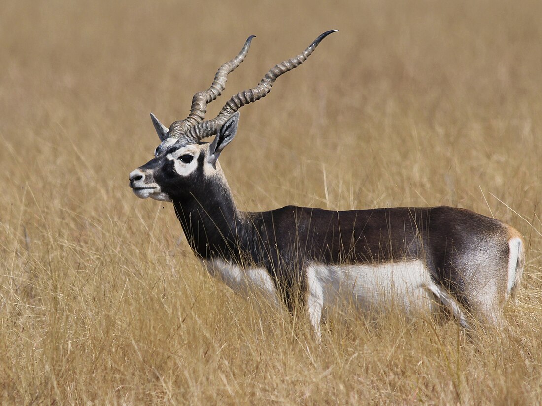 Parque nacional de Blackbuck