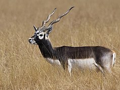 Stag goat antelope in Blackbuck National Park