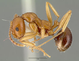 Aphaenogaster mutica