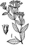 Apocynum × floribundum (as A. medium) BB-1913.png